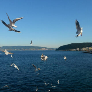 Здравей, приятелю!