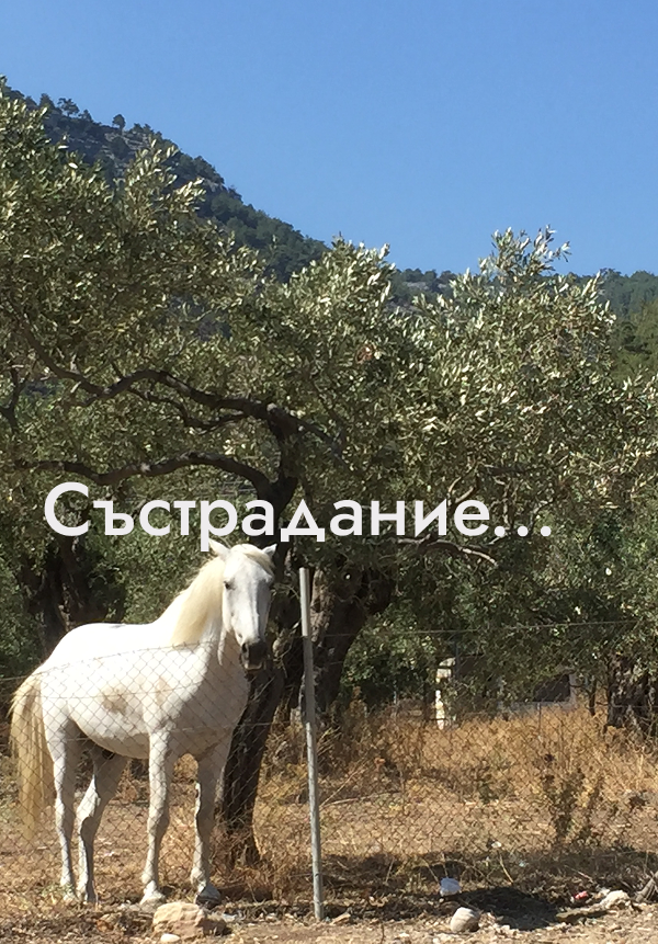 Състрадание